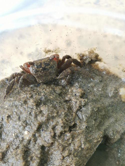 天津出现捡螃蟹大军,天津什么地方螃蟹最好?