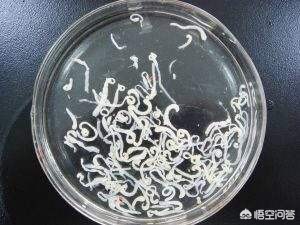 治腰疼活吞8只青蛙,裂头蚴是怎样进入人脑的呢？如何预防呢？