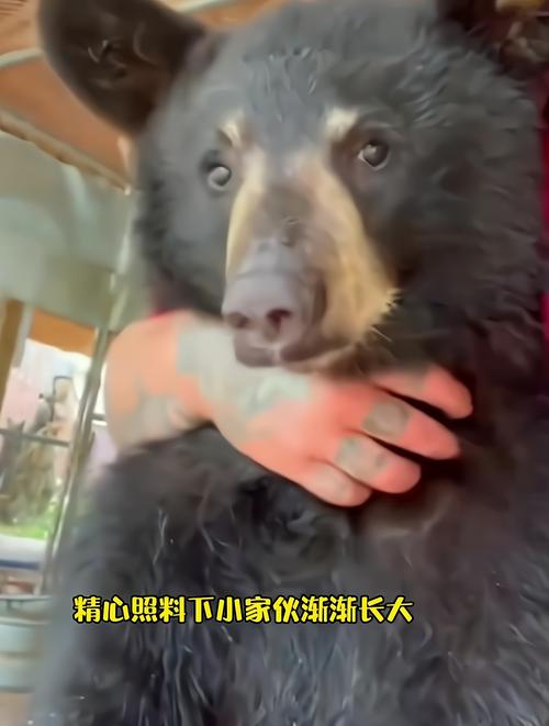 孕妇遭黑熊袭击,熊孩子猛推孕妇,还说想看看她会不会流产,事后被暴打,该如何教育孩子?