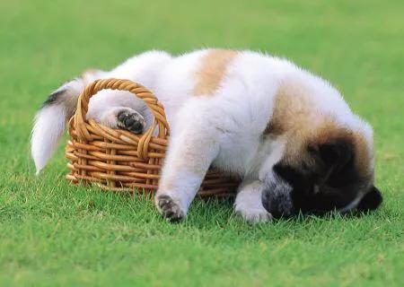 用手机哄孙子致近视,手机屏幕抖动对视力会有危害吗？