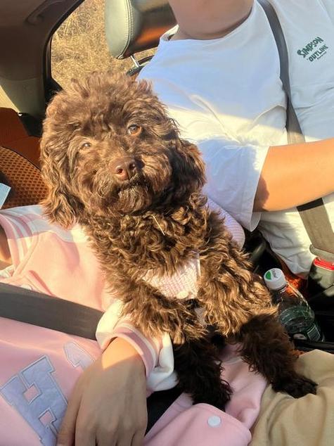 给狗戴隐形眼镜,哪些水果对狗狗来说伤害很大,堪称“隐形杀手”?