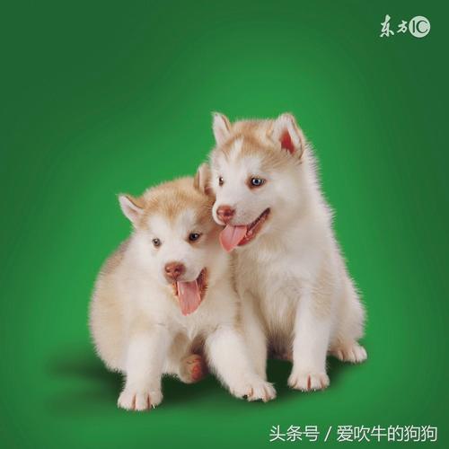 给狗戴隐形眼镜,狗隐睾影响生育吗?