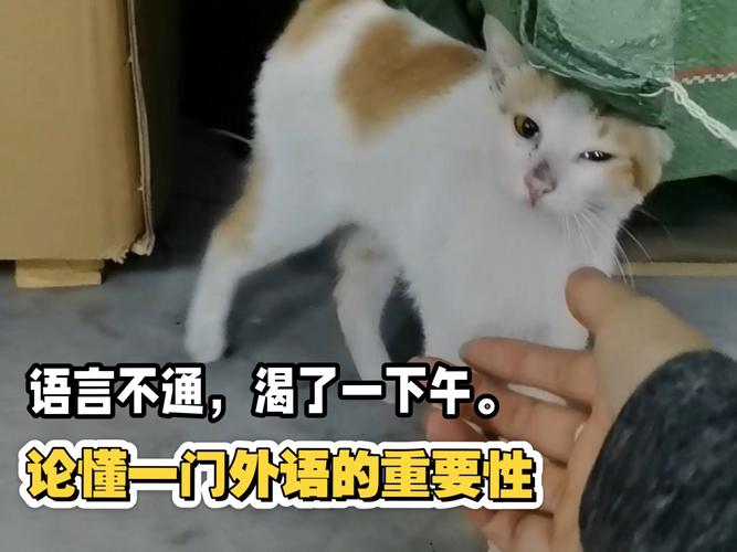 英国猫听不懂中文,猫听得懂人说话吗?