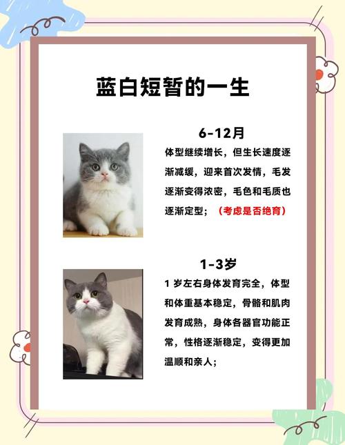 英国猫听不懂中文,英国短毛猫和中华田园猫的区别?