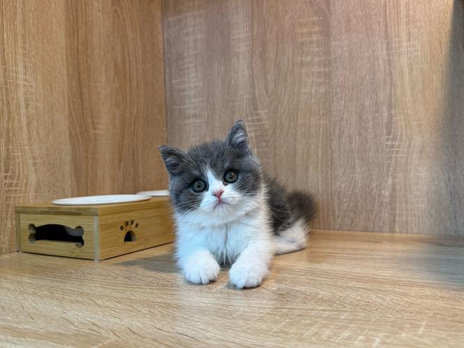 英国猫听不懂中文,英国猫怎么叫?