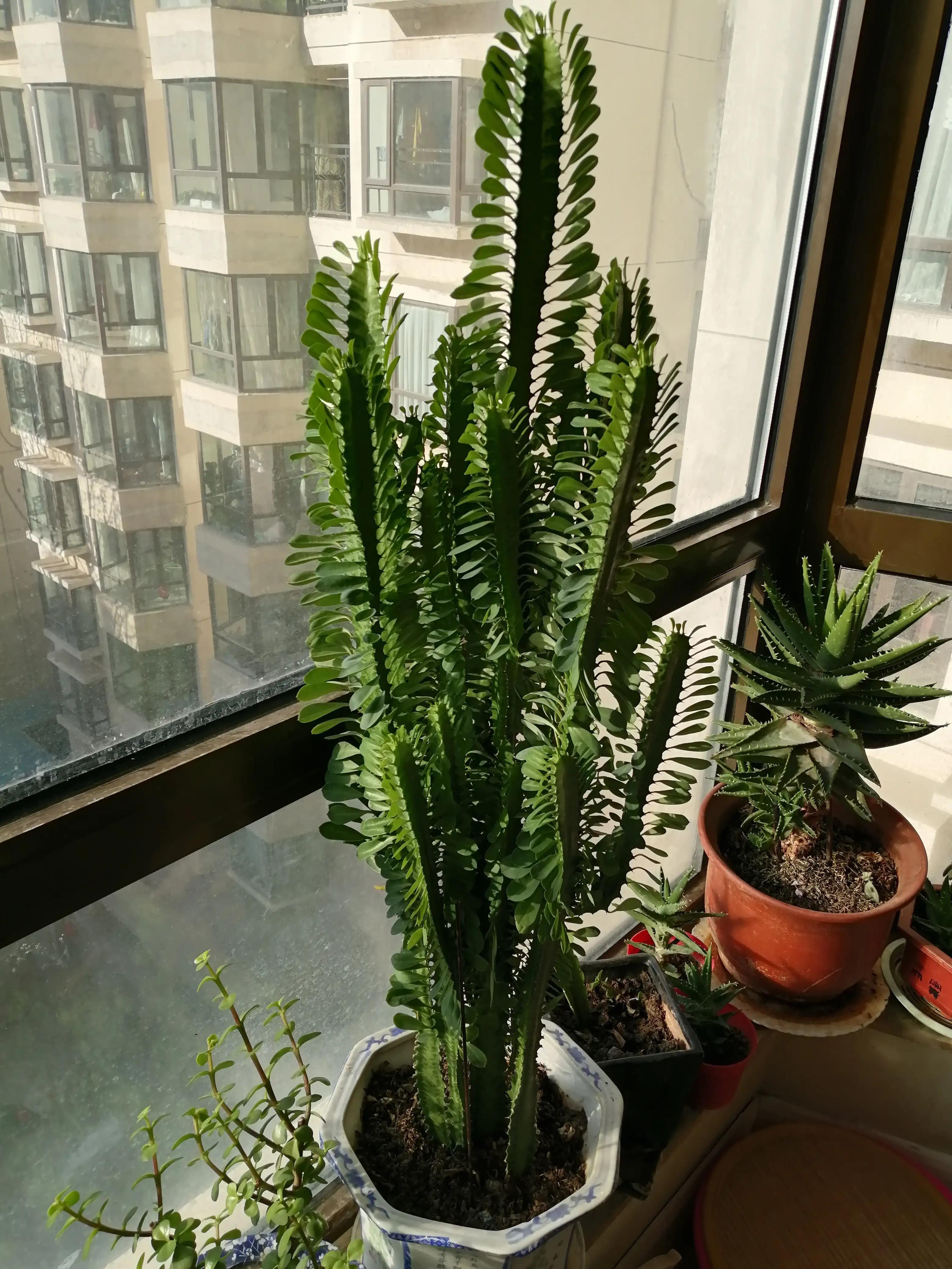 美国疑现黑色UFO,美国首次发布UFO调查报告,是中国“黑科技”?还是外星飞行器? 美国疑现黑色UFO,美国首次发布UFO调查报告,是中国“黑科技”?还是外星飞行器?