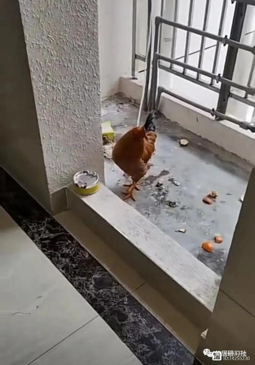 幼童坠楼被邻居接住,四楼着火,沈阳好邻居合力接住坠楼人,你怎么看这件事?