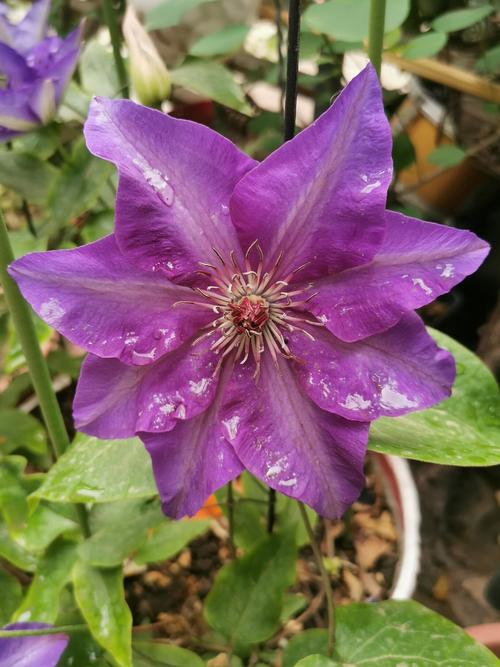 广东发现首例钻石血,钻石铁线莲适合广东吗?