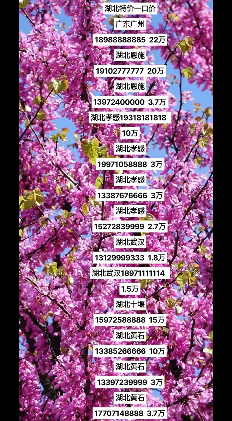 8个6手机号200万元,八个6手机号大概多少钱