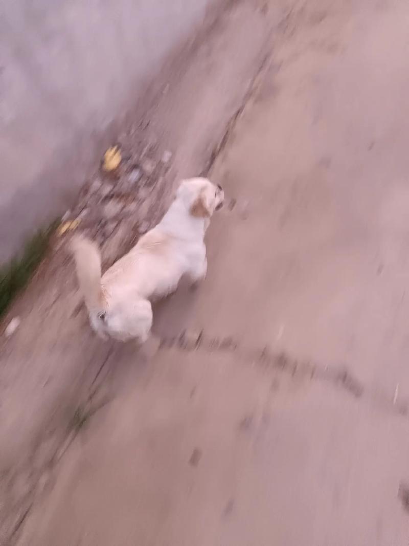 走失小狗等主人8小时,我家狗狗失踪了一天,突然跑回来。但是它却不认人了,我该怎么办?