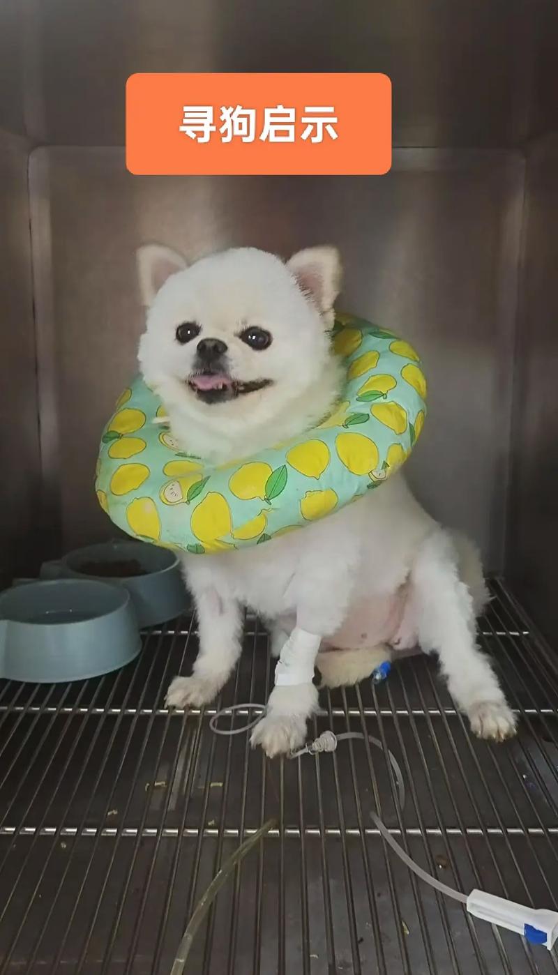 走失小狗等主人8小时,寄养宠物意外走失,主人索赔“精神抚慰金”,获支持,大家怎么看?