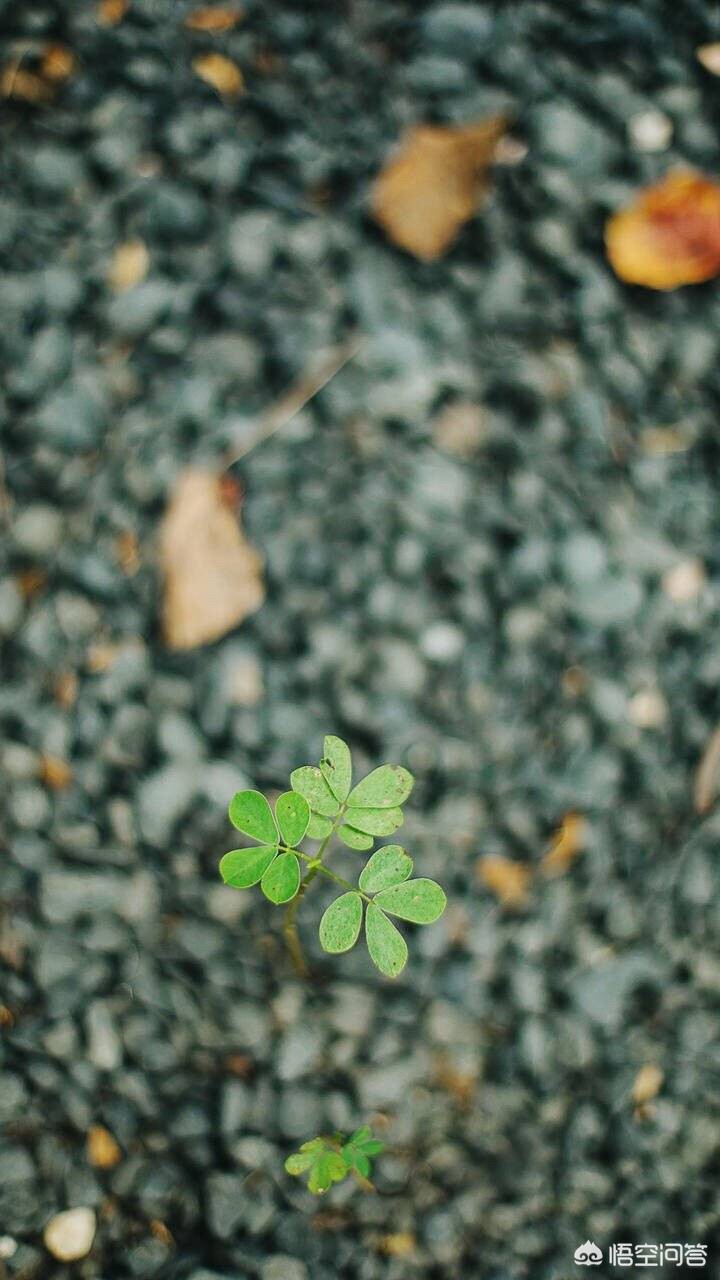 走失小狗等主人8小时,寄养宠物意外走失,主人索赔“精神抚慰金”,获支持,大家怎么看? 走失小狗等主人8小时,寄养宠物意外走失,主人索赔“精神抚慰金”,获支持,大家怎么看?