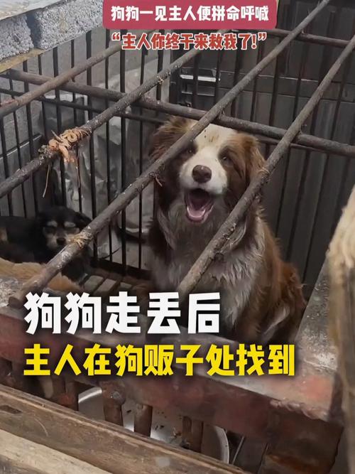 走失小狗等主人8小时,狗狗丢了,我很伤心怎么办?