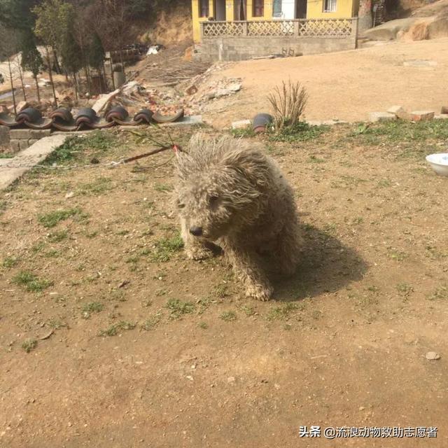 走失小狗等主人8小时,狗狗丢了,我很伤心怎么办? 走失小狗等主人8小时,狗狗丢了,我很伤心怎么办?