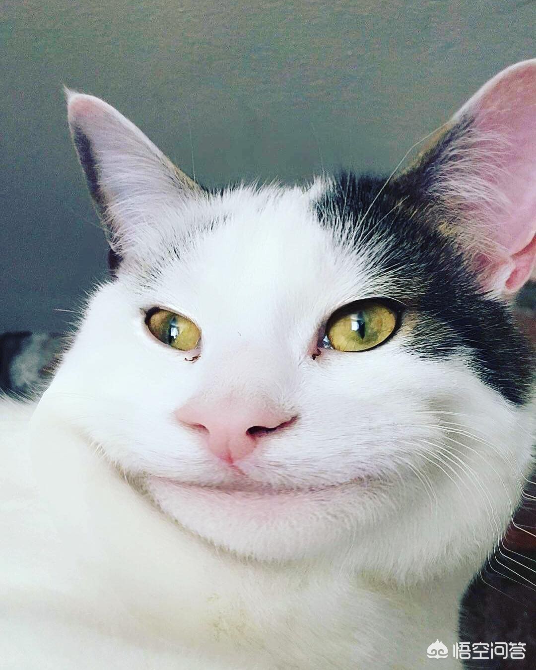 走失小狗等主人8小时,养了十年的狗狗突然失踪了,请问狗会不会被着主人死呢? 走失小狗等主人8小时,养了十年的狗狗突然失踪了,请问狗会不会被着主人死呢?