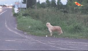 走失小狗等主人8小时,为什么泰国总有走失的狗狗在路边等主人好几年? 走失小狗等主人8小时,为什么泰国总有走失的狗狗在路边等主人好几年?