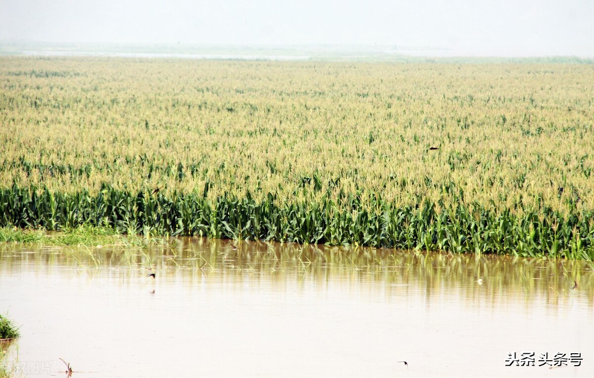 河南玉米收获季遇雨,玉米受粉期下雨怎么办？