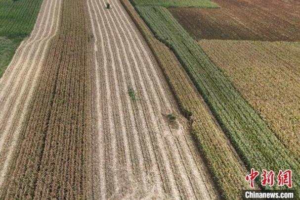 河南玉米收获季遇雨,河南玉米收获时间