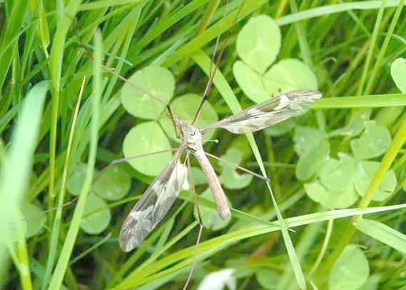 最大蚊子工厂将投产,世界上最大的蚊子包有多大?