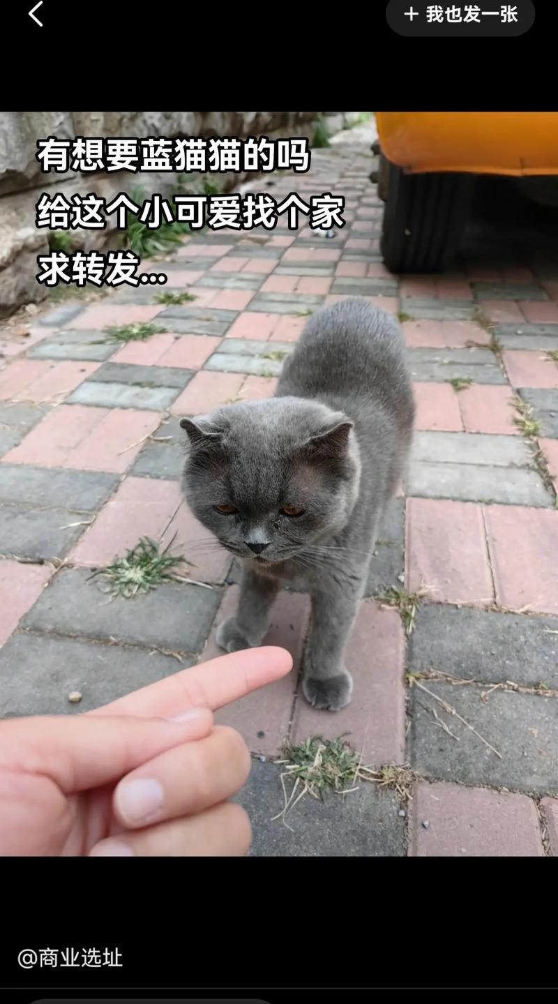 毛孩子成新流量密码,