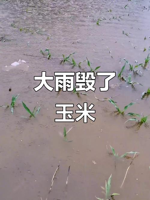 河南玉米收获季遇雨,描写雨玉米的丰收情景?