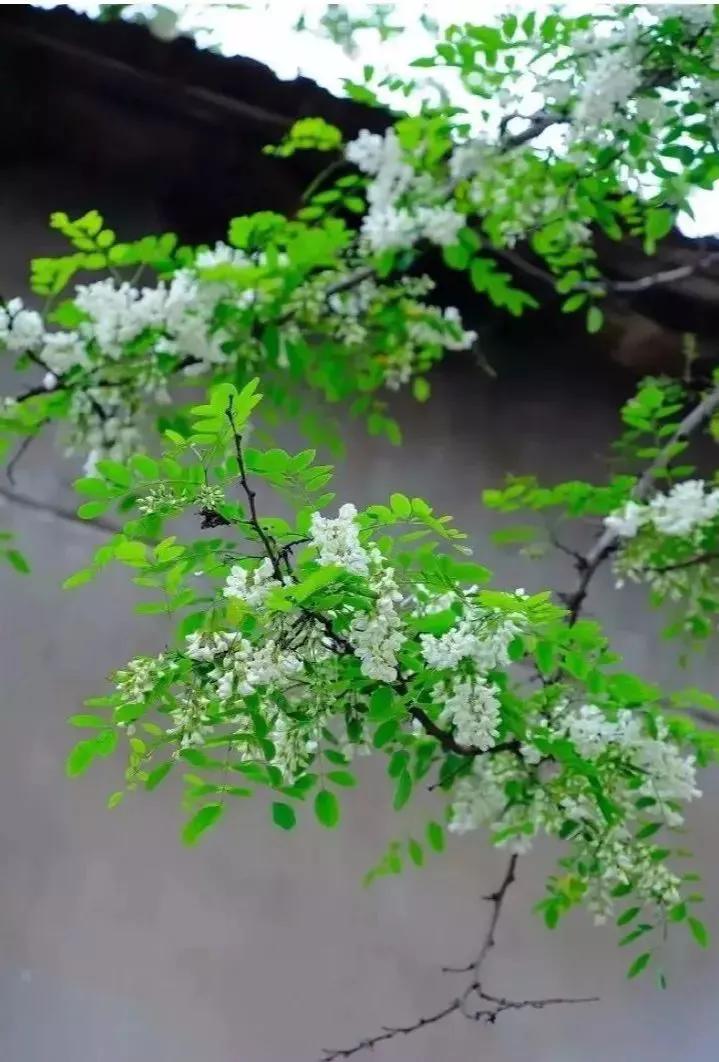 毛孩子成新流量密码,流量什么是初始密码? 毛孩子成新流量密码,流量什么是初始密码?