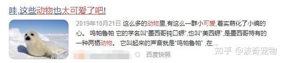 毛孩子成新流量密码,为什么拍什么视频都说是流量密码?