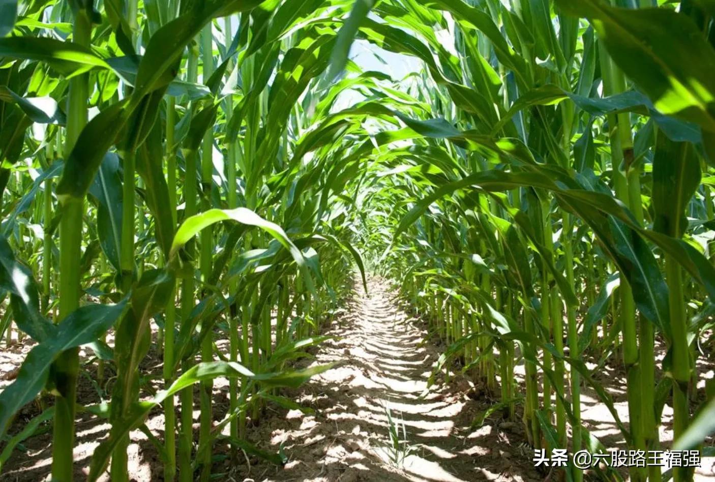 河南玉米收获季遇雨,玉米收获前十天下雨,玉米杆会烂根? 河南玉米收获季遇雨,玉米收获前十天下雨,玉米杆会烂根?