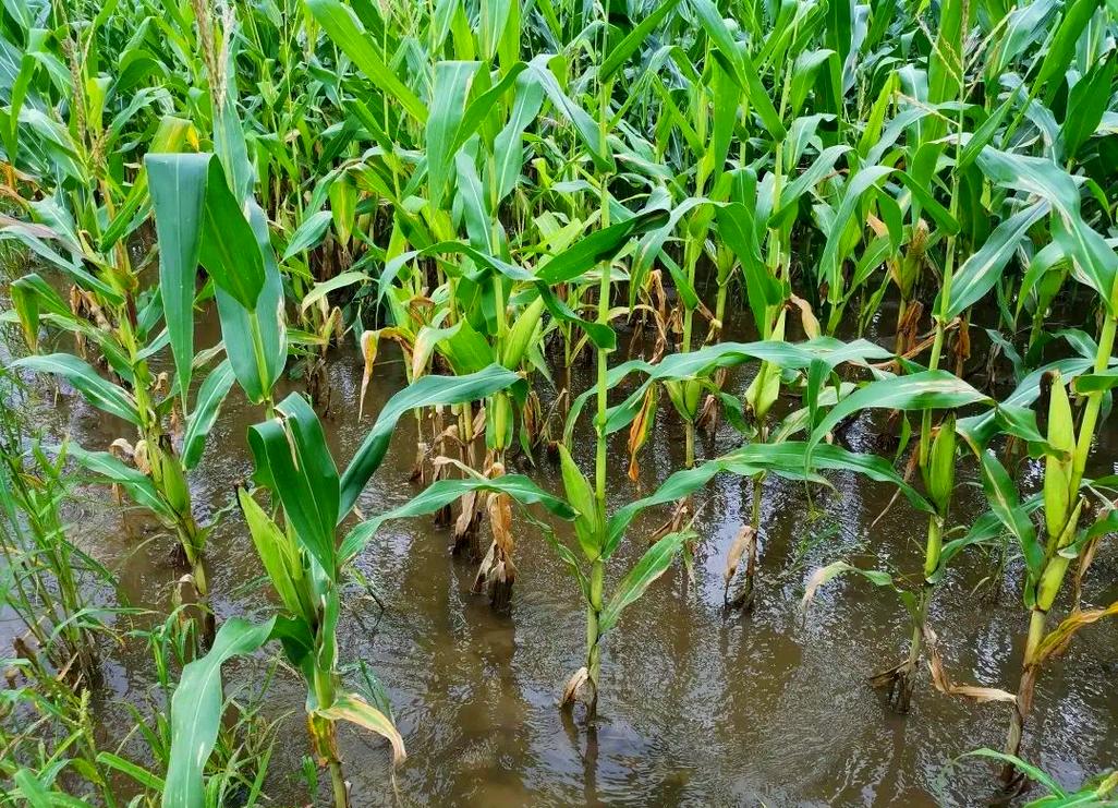 河南玉米收获季遇雨,下雨后种玉米好吗?