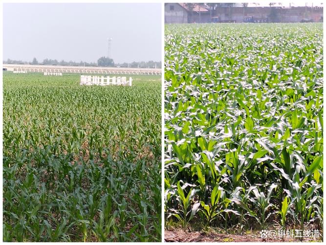 河南玉米收获季遇雨,玉米成熟了一直在下雨怎么办?