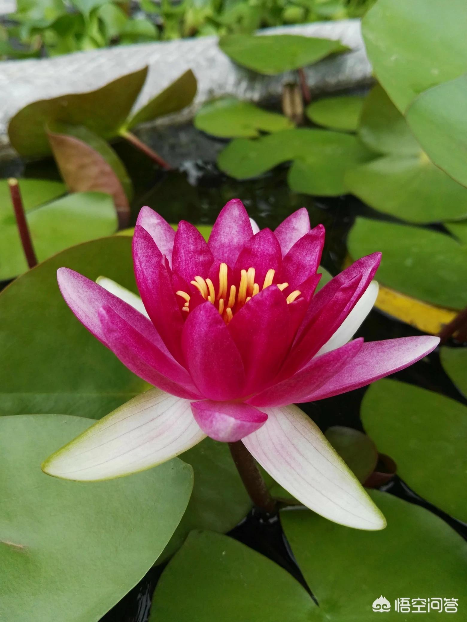 美政府停摆首日现状,美国政府关门，对大宗商品有何影响？