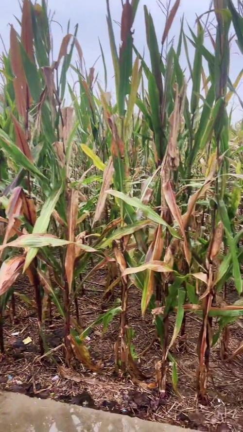 河南玉米收获季遇雨,一直下雨玉米收不了会坏吗?