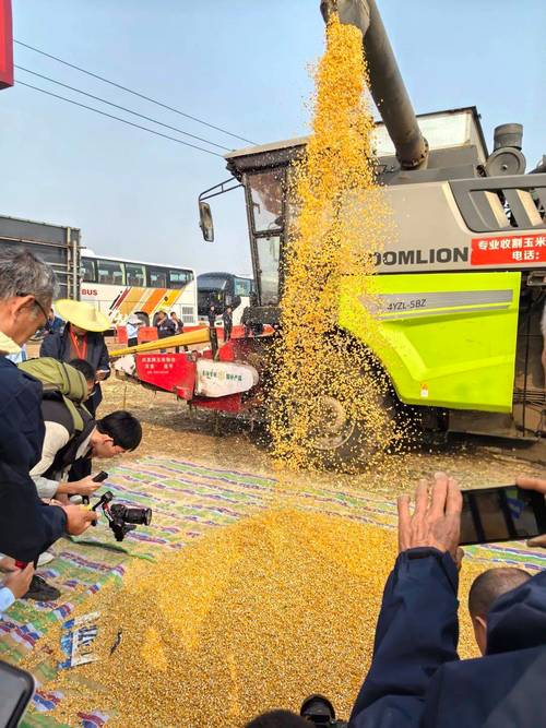 河南玉米收获季遇雨,河南玉米收获季遇雨 大学生被召回家