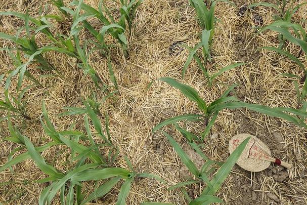 河南玉米收获季遇雨,玉米芽干了下雨还能出苗吗?