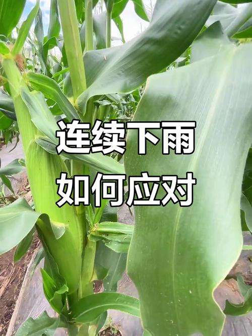 河南玉米收获季遇雨,玉米下完雨还打蔫是怎么回事?
