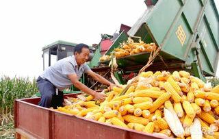 河南玉米收获季遇雨,玉米浇水后又下雨了怎么办? 河南玉米收获季遇雨,玉米浇水后又下雨了怎么办?