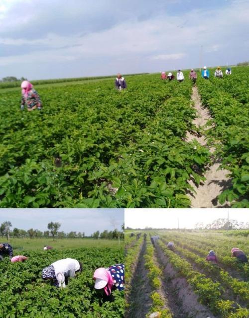 游客内蒙古捡土豆,内蒙古土豆的优点?