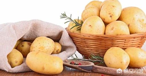 游客内蒙古捡土豆,内蒙土豆的品质特点？