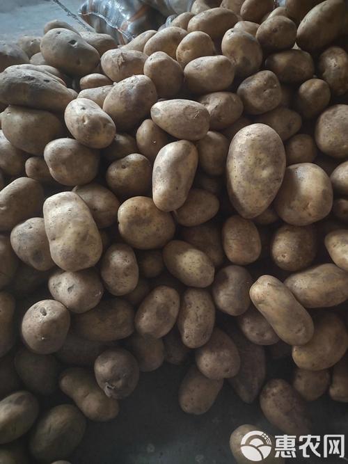 游客内蒙古捡土豆,内蒙古哪里的土豆最好吃?