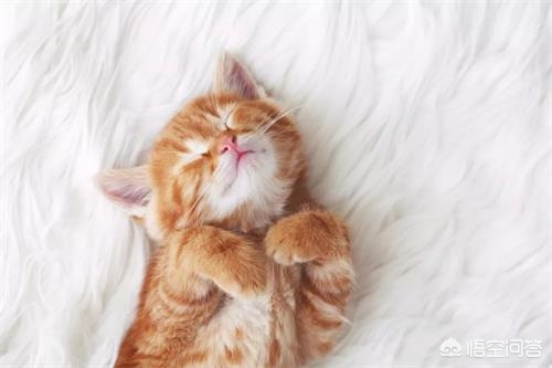 买猫被传染满脸猫藓,猫癣会不会空气传染晒过的衣服，和人？