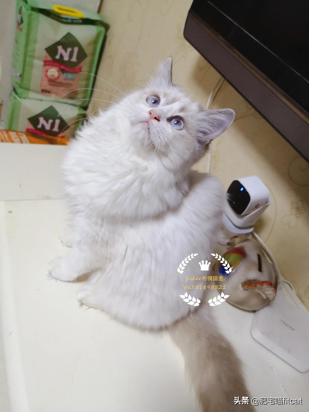 买猫被传染满脸猫藓,刚满月的小猫身上，脸上长了猫癣，一片一片的，用什么药合适？