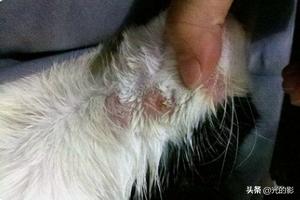 买猫被传染满脸猫藓,猫咪长了猫藓怎么办？人被传染怎么办？