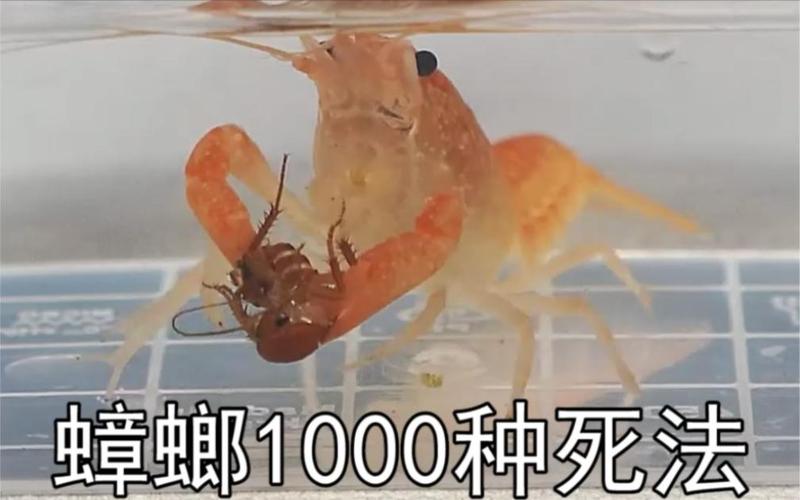 近亲结婚长龙虾手,龙虾和蟑螂是近亲吗?