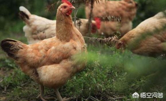 29岁男子上山失联,29岁男子上山失联表姐发声 29岁男子上山失联,29岁男子上山失联表姐发声