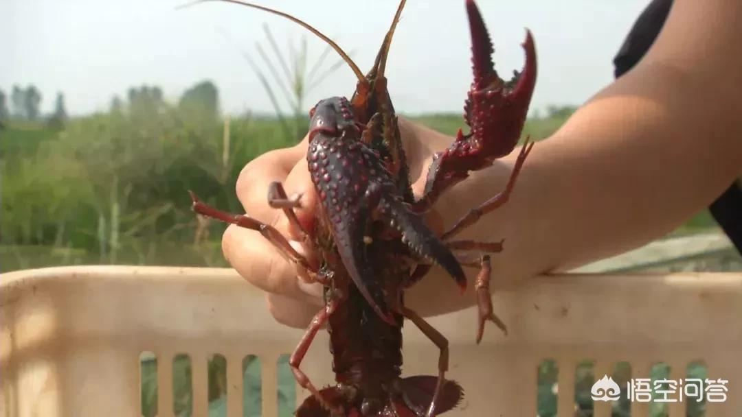 近亲结婚长龙虾手,看动物世界说龙虾和苍蝇是近亲，不是小龙虾，是海里的龙虾？