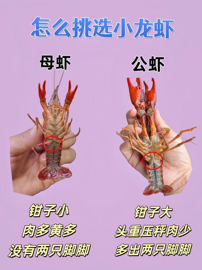 近亲结婚长龙虾手,小龙虾的近亲有几种?