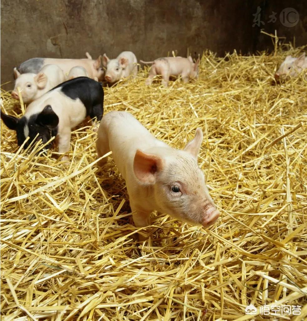 养猪场少了20头猪,养猪场少了20头猪怎么办 养猪场少了20头猪,养猪场少了20头猪怎么办