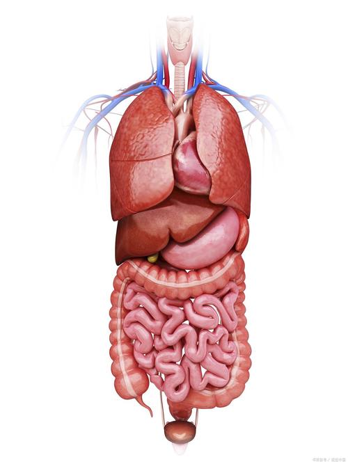 唯一不会长大的器官,唯一不会长大的器官是哪个部位