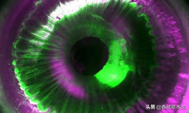 唯一不会长大的器官,唯一不会长大的器官是哪个部位 唯一不会长大的器官,唯一不会长大的器官是哪个部位