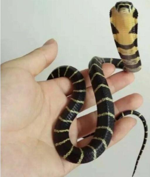 捡剧毒蛇后轮流抚摸,蛇吃完饭以后多久可以摸它？